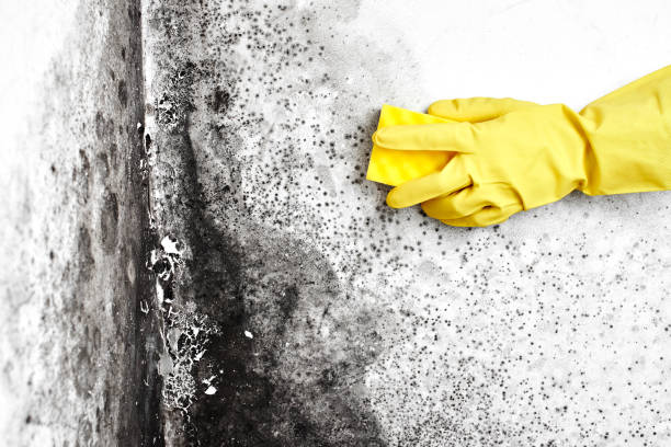 Best Health and Safety Mold Remediation in Guin, AL