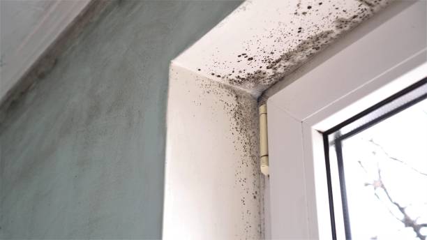 Best Basement Mold Remediation in Guin, AL