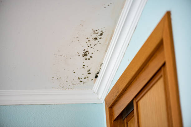 Best Black Mold Remediation in Guin, AL