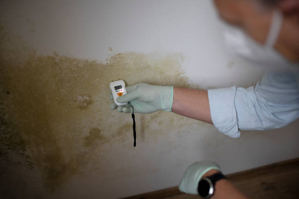 Best Post-Flood Mold Remediation in Guin, AL