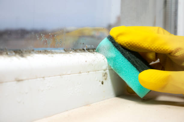 Best Preventive Mold Services in Guin, AL