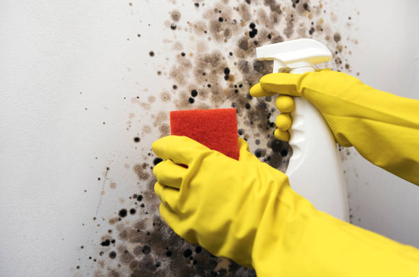 Best Mold Remediation for Specific Building Types in Guin, AL